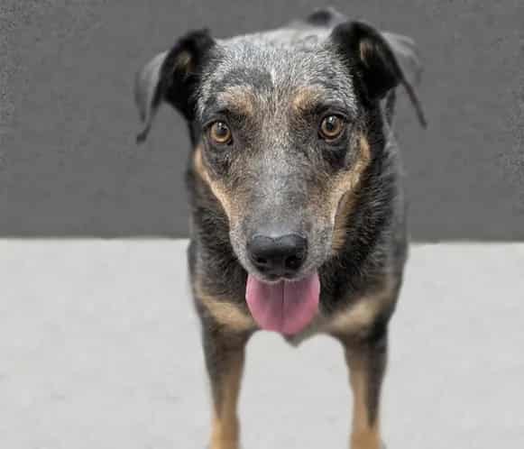 Photo of Moonlight, adoptable dog