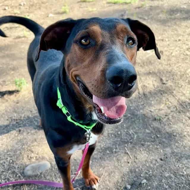 Photo of Sookie, adoptable dog