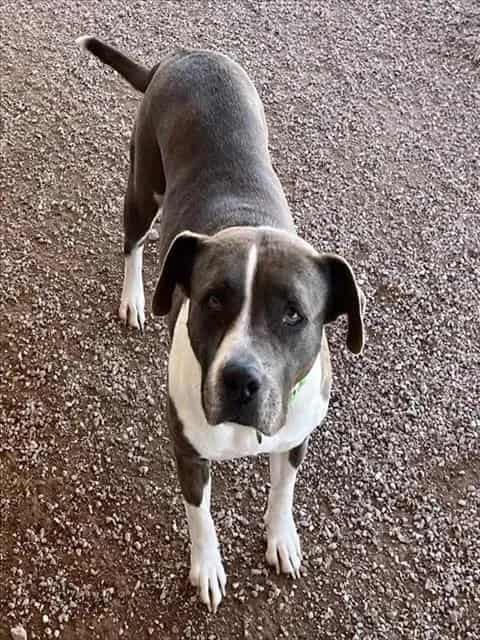 Photo of Trudee, adoptable dog