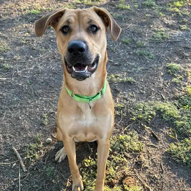 Photo of Angel, adoptable dog