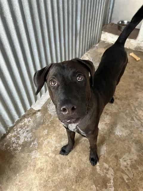 Photo of Smokie, adoptable dog