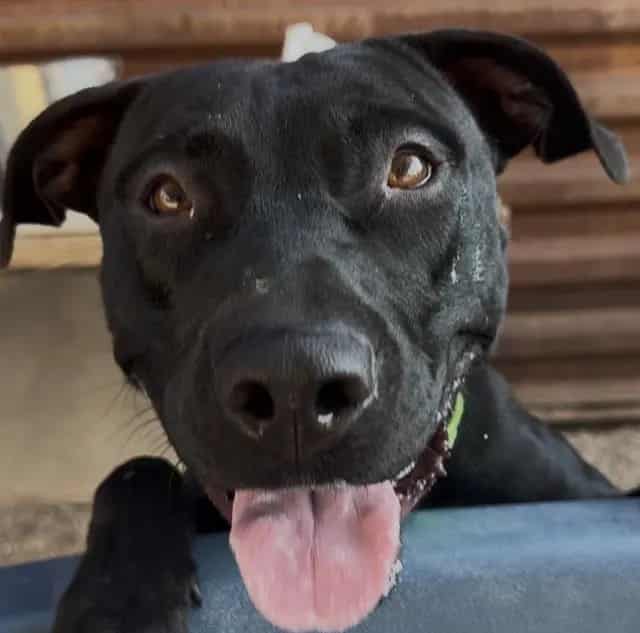 Photo of Sherlock, adoptable dog