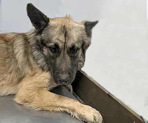 Photo of Pancake, adoptable dog