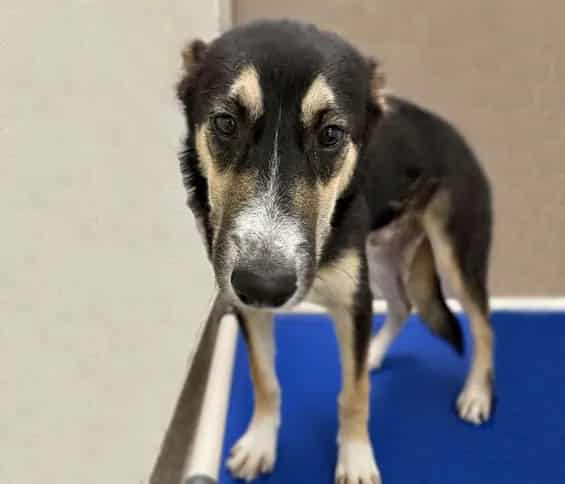 Photo of Captain, adoptable dog