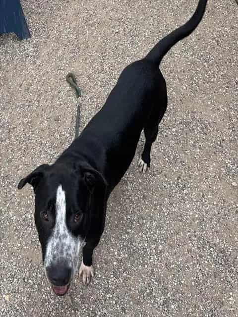 Photo of Elvis, adoptable dog