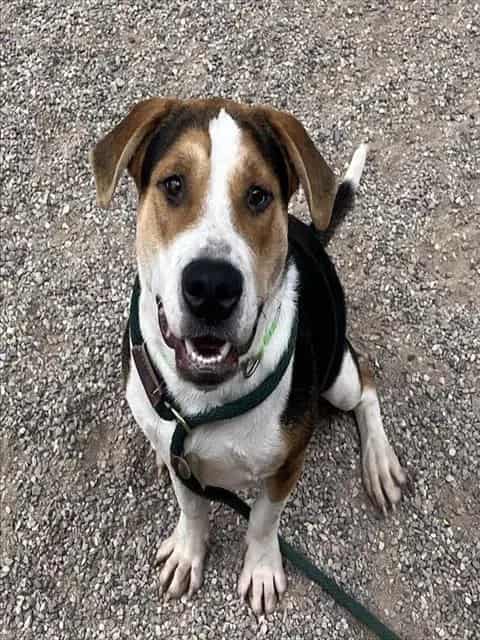 Photo of Melvin, adoptable dog