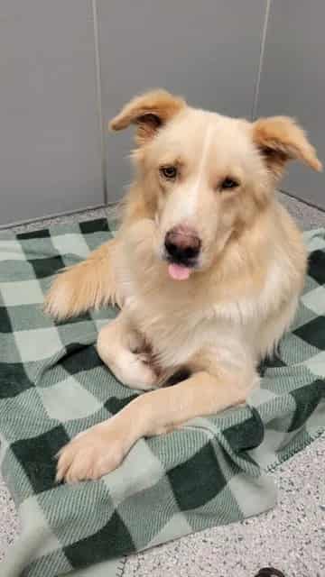 Photo of Flapjack, adoptable dog