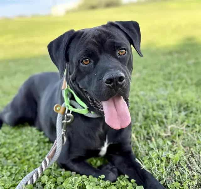 Photo of Hugo, adoptable dog