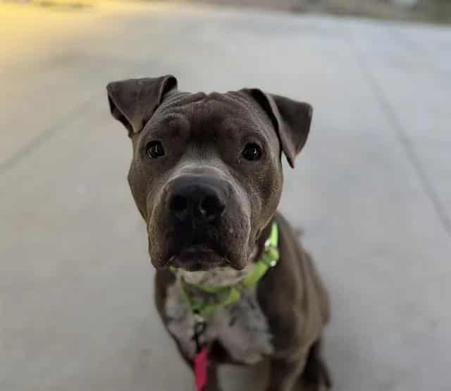 Photo of Hurricane, adoptable dog