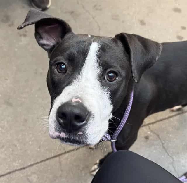 Photo of Jess, adoptable dog