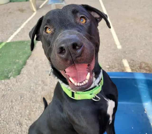 Photo of Steve, adoptable dog