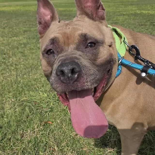 Photo of Stormy, adoptable dog