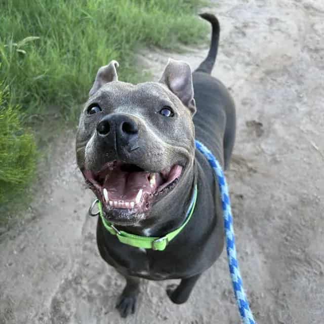 Photo of Lexi, adoptable dog