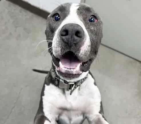 Photo of Buck, adoptable dog