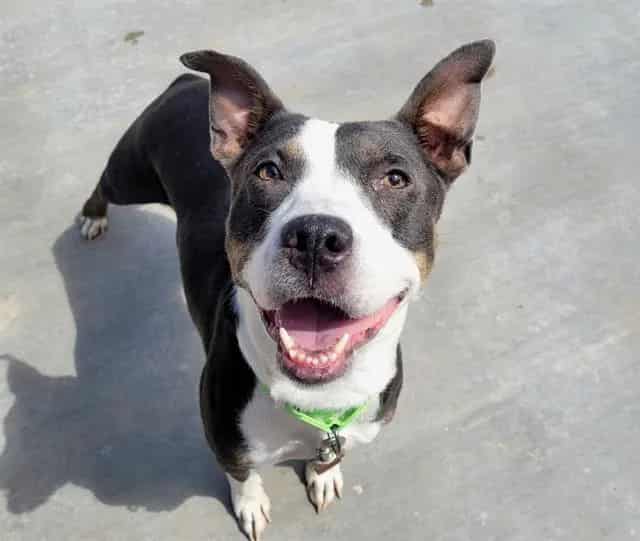 Photo of Clara, adoptable dog