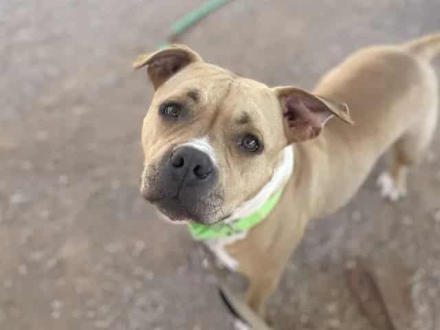 Photo of Bambi, adoptable dog