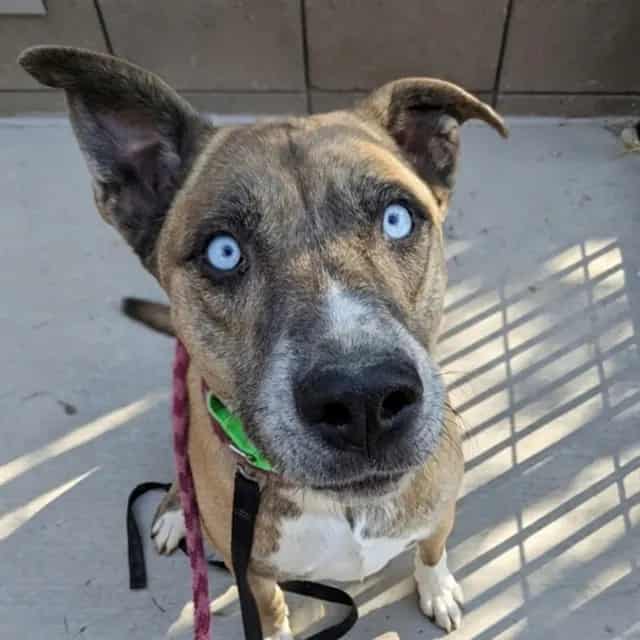Photo of Flaco, adoptable dog