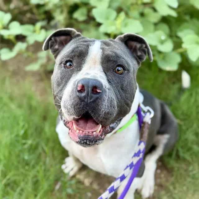 Photo of Slumber, adoptable dog