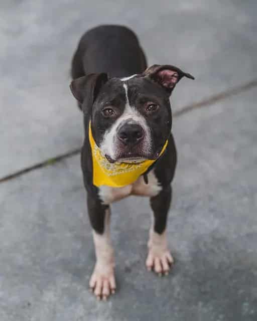 Photo of Bibby, adoptable Terrier mix in Miami, Florida