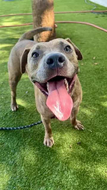 Photo of Dinero Strong, adoptable Terrier in Miami, Florida