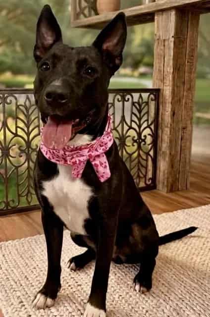Photo of Kimmy Talks, adoptable Terrier mix in Miami, Florida