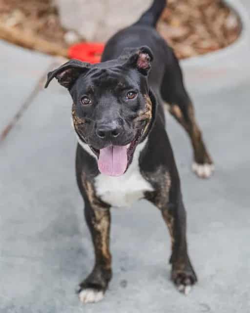 Photo of Milton, adoptable Staff Bull Terr mix in Miami, Florida