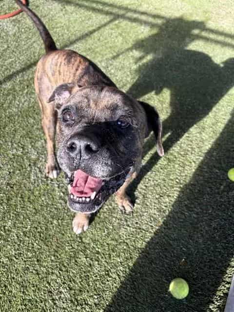 Photo of Paco, adoptable Terrier in Miami, Florida