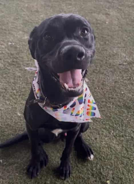 Photo of Krispy, adoptable Terrier mix in Miami, Florida
