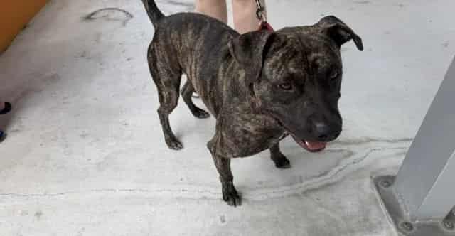 Photo of Raja, adoptable Terrier mix in Miami, Florida