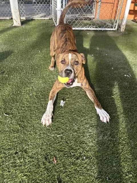 Photo of Randy, adoptable Terrier in Miami, Florida