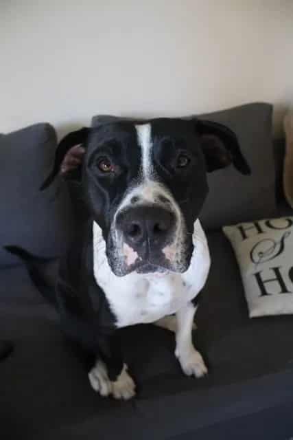 Photo of Anne, adoptable Terrier mix in Miami, Florida