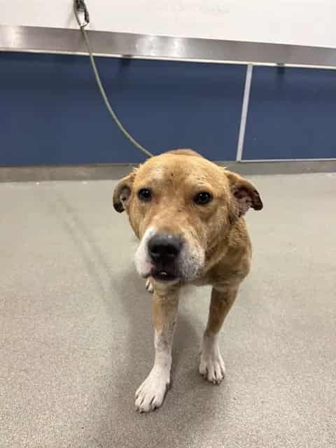 Photo of Brazil, adoptable Terrier mix in Miami, Florida
