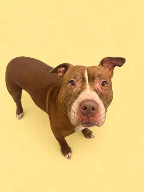Photo of Billie, adoptable Terrier mix in Miami, Florida