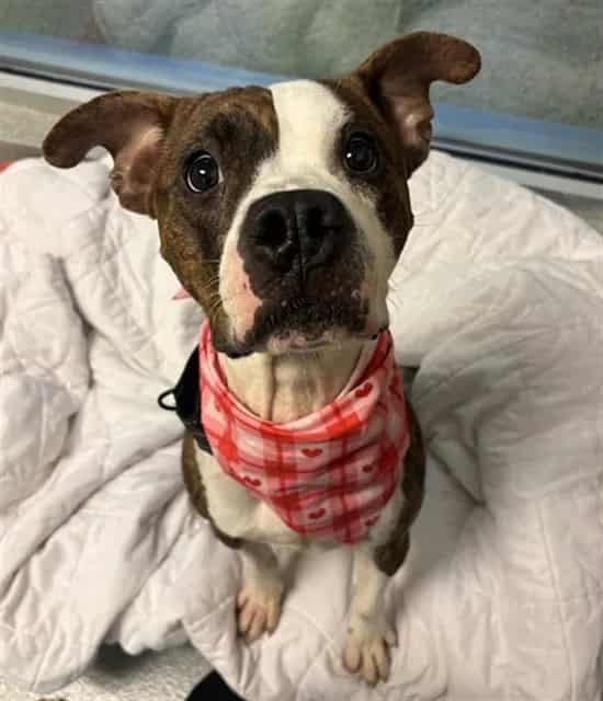 Photo of Big Guy, adoptable Terrier mix in Miami, Florida