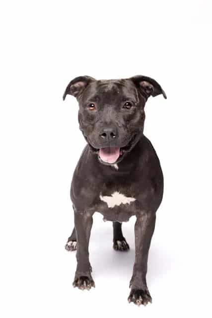 Photo of Donna, adoptable Terrier in Miami, Florida