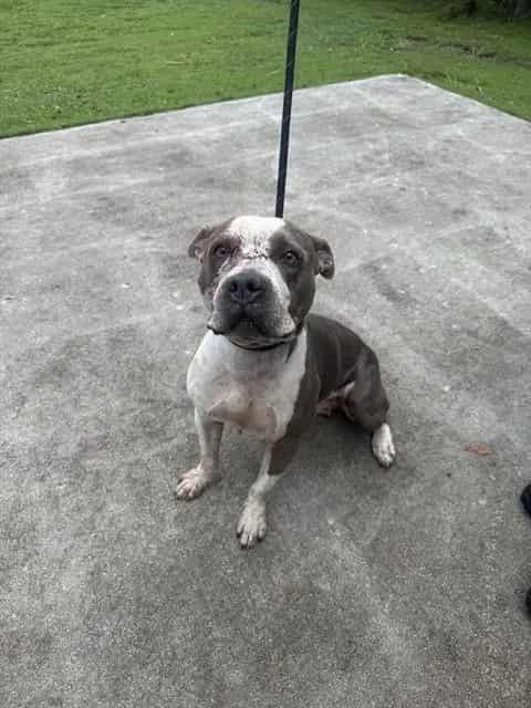 Photo of Iggy, adoptable Terrier in Miami, Florida