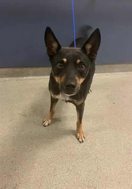 Photo of Nate, adoptable Terrier in Miami, Florida