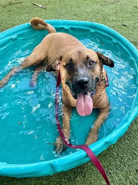 Photo of Federico, adoptable Terrier mix in Miami, Florida