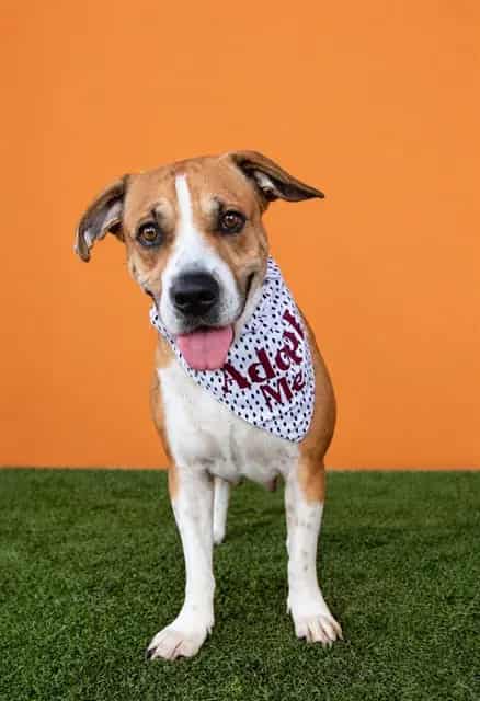 Photo of Betsy, adoptable Terrier mix in Miami, Florida