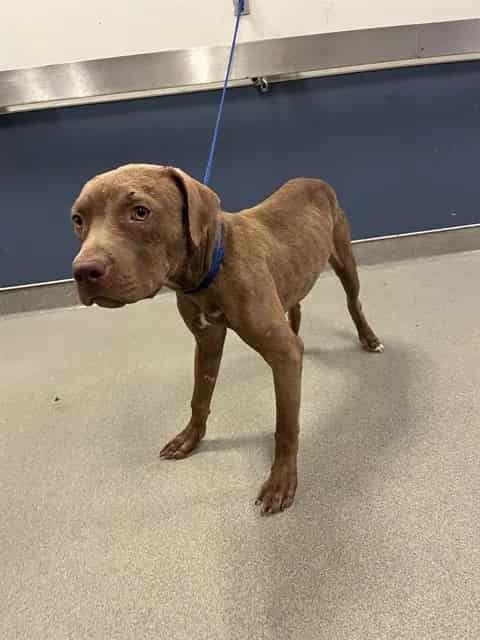 Photo of Igor, adoptable Terrier mix in Miami, Florida
