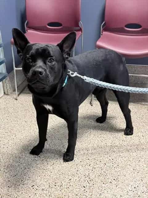 Photo of Bengie, adoptable Terrier in Miami, Florida