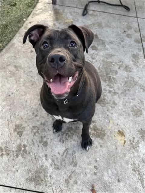 Photo of Shugga, adoptable Terrier in Miami, Florida