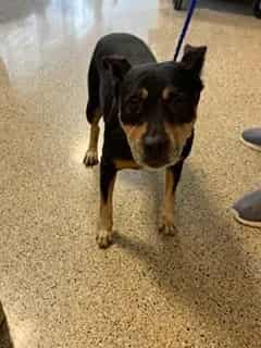 Photo of Dana, adoptable Terrier in Miami, Florida