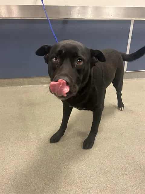 Photo of Luna, adoptable Siberian Husky in Miami, Florida