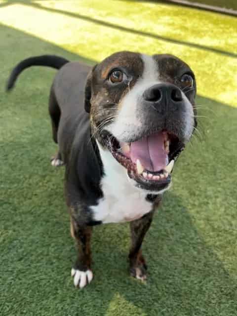 Photo of Tango, adoptable American Bulldog in Miami, Florida