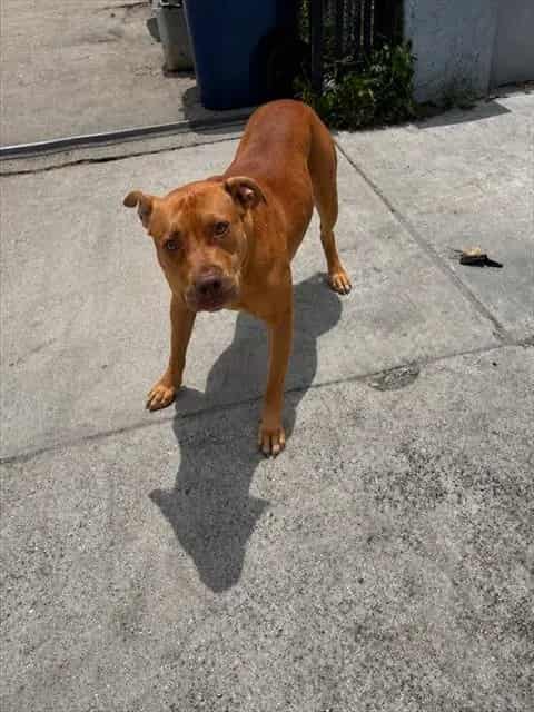Photo of Ginger, adoptable Terrier mix in Miami, Florida