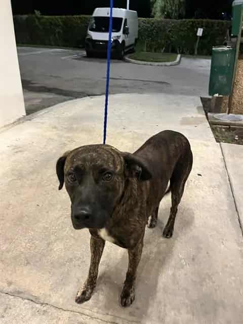 Photo of Tiny, adoptable Mastiff mix in Miami, Florida