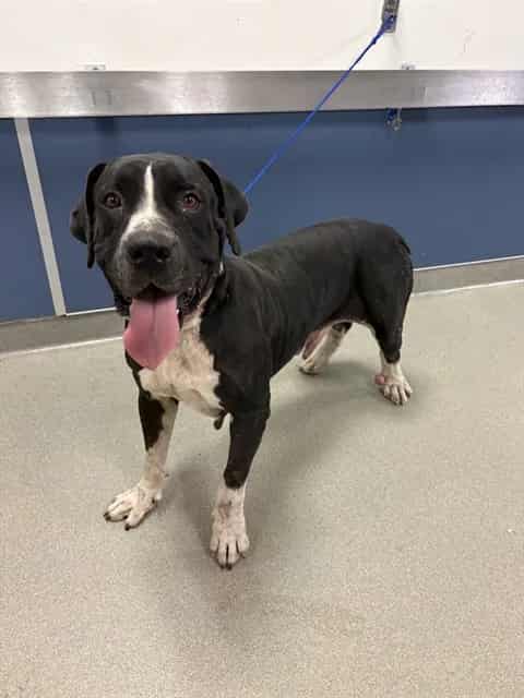 Photo of Panda, adoptable Mastiff mix in Miami, Florida