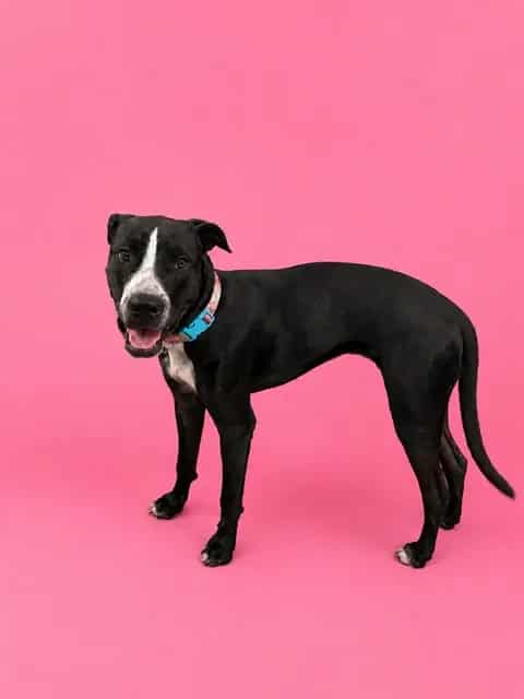 Photo of Bella, adoptable Labrador Retriever mix in Miami, Florida
