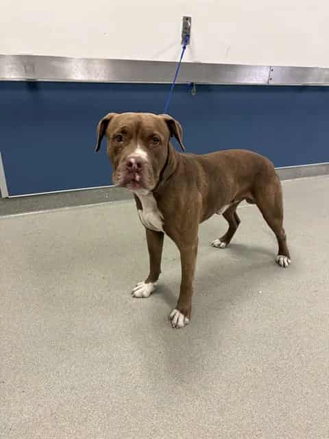 Photo of Max, adoptable Terrier in Miami, Florida